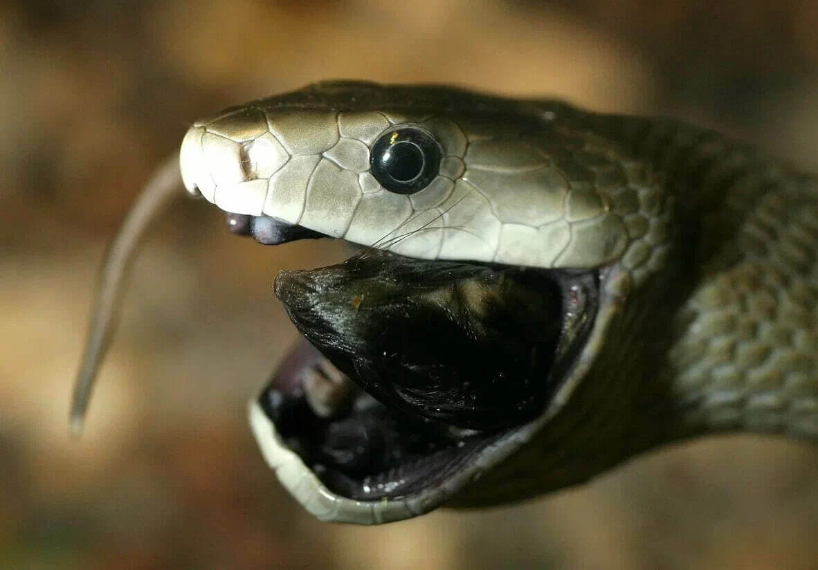 Что происходит после укуса черной мамбы. Каковы последствия?