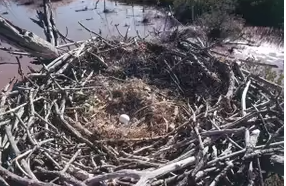 А вы знали, что у ехидны четырехголовый пенис? 6 сумасшедших фактов, которых вы не знали о животных