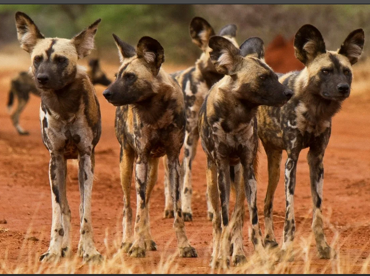 А вы знали, что у ехидны четырехголовый пенис? 6 сумасшедших фактов, которых вы не знали о животных