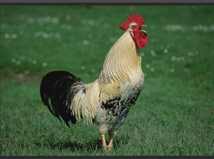 А вы знали, что у ехидны четырехголовый пенис? 6 сумасшедших фактов, которых вы не знали о животных