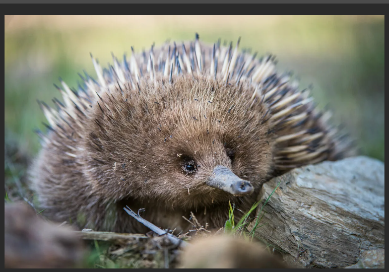 А вы знали, что у ехидны четырехголовый пенис? 6 сумасшедших фактов, которых вы не знали о животных