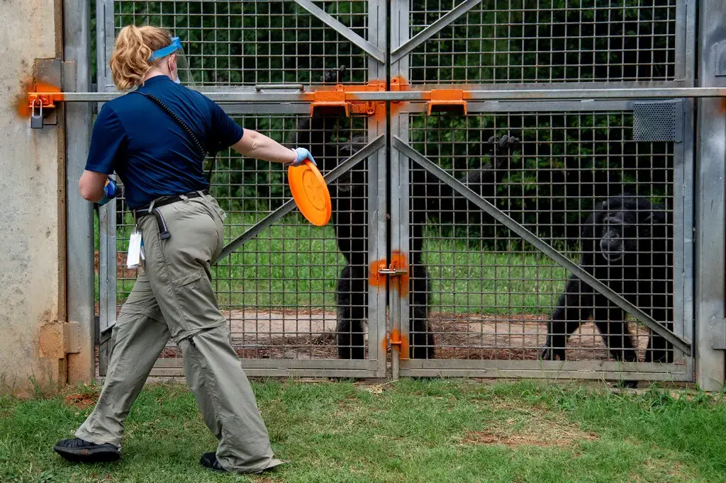 Приближается экстремальная погода. Как научить 300 шимпанзе спасаться во время шторма?