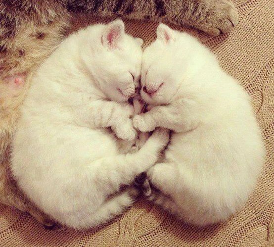 "Легендарные кошки: Почему они завоевали наши сердца и влияют на нас"