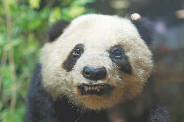 Биологический музей Цзуцзя при Университете Фудань в Шанхае с более чем 100-летней историей стал важным свидетелем развития флоры и фауны Китая.