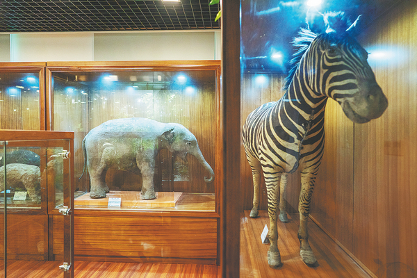 Биологический музей Цзуцзя при Университете Фудань в Шанхае с более чем 100-летней историей стал важным свидетелем развития флоры и фауны Китая.