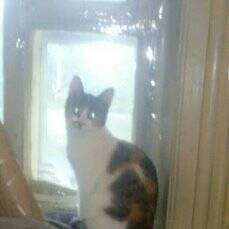 Почему кошки любят играть с движущимися и катящимися предметами?