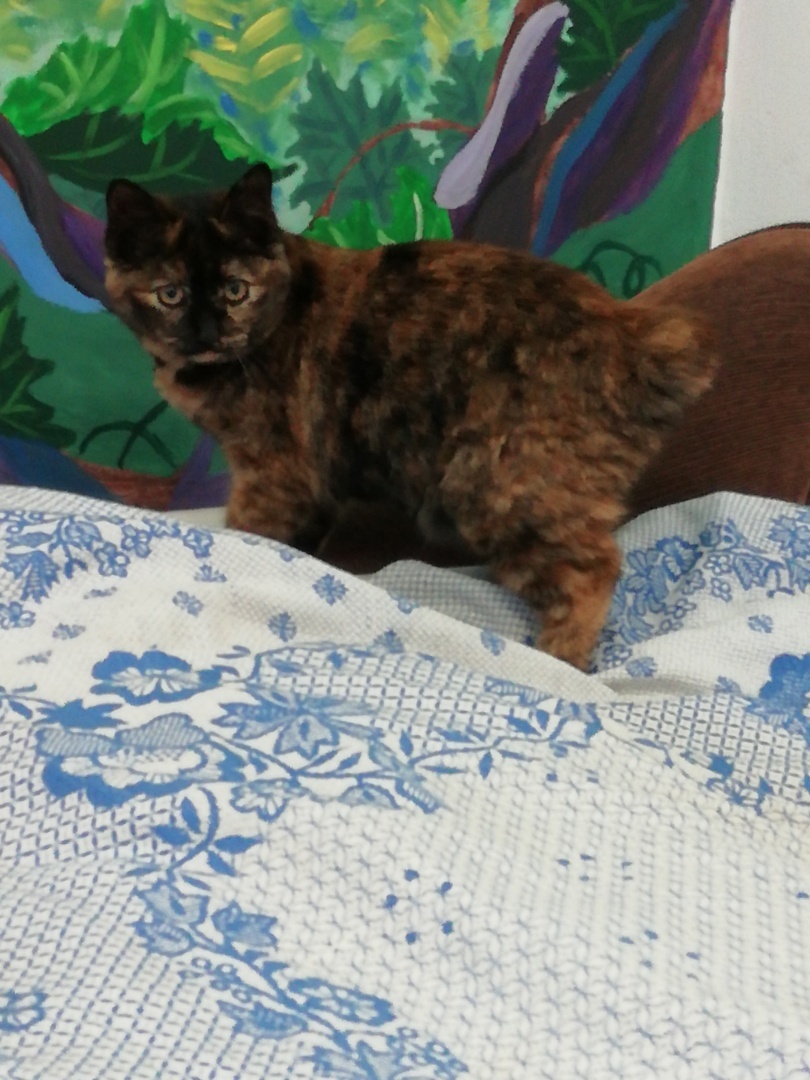 Наша дикая кошка.