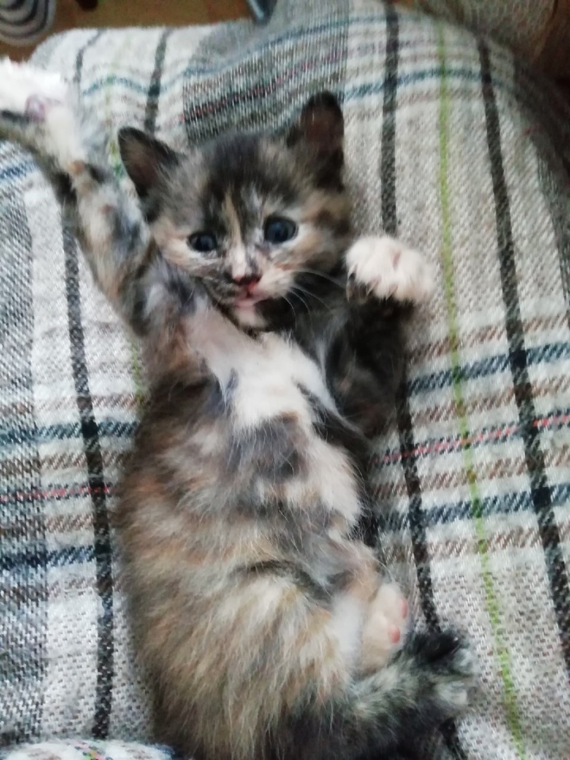 Наша дикая кошка.