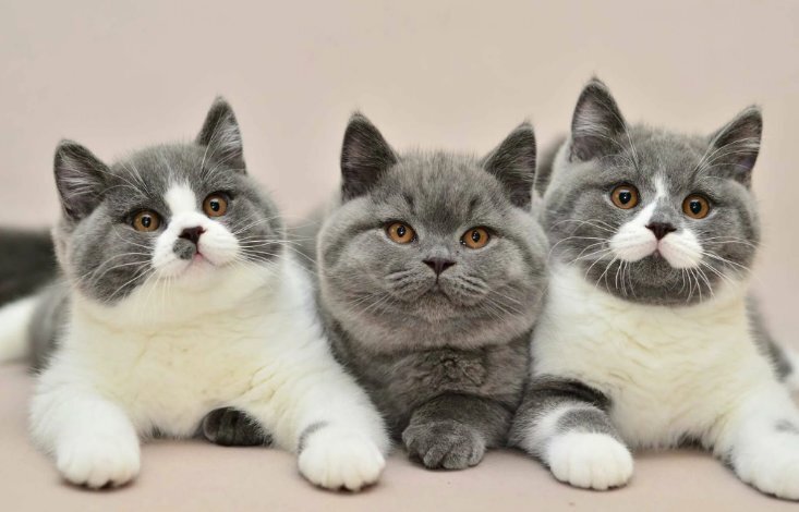 "Легендарные кошки: Почему они завоевали наши сердца и влияют на нас"