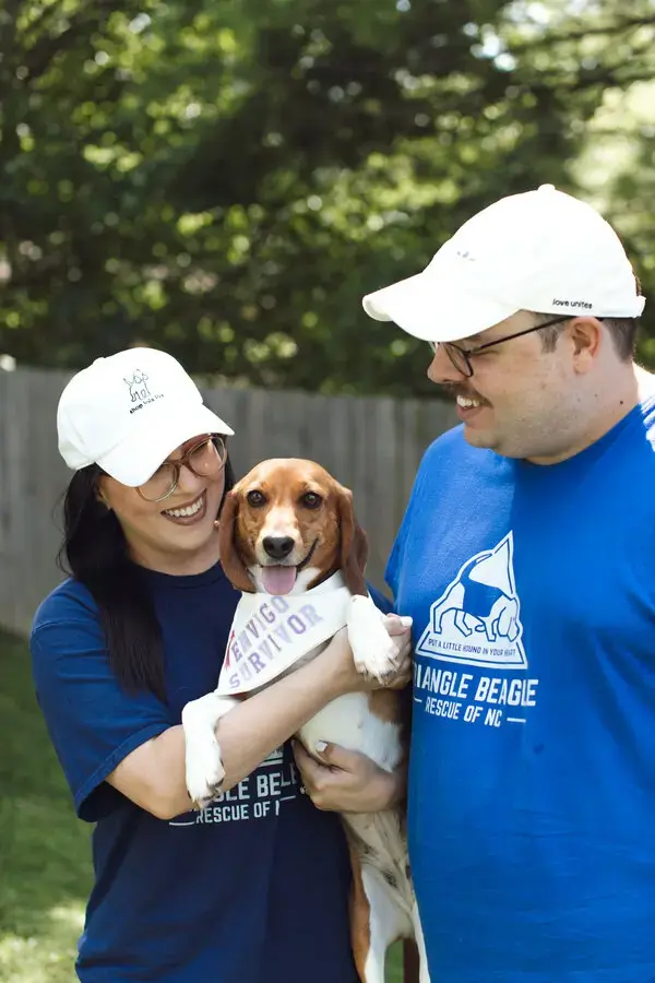 4 000 спасенных биглей, выращенных для научных исследований, обрели дом и лучших друзей