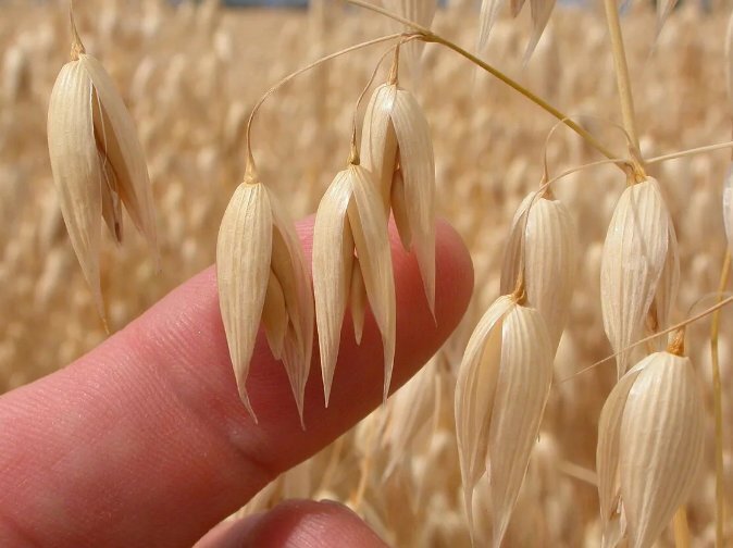 "Овсяная магия: Цельнозерновой овес, овсяные хлопья и отруби - ключ к здоровой диете"