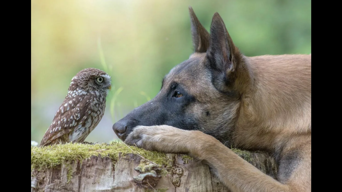 Спасатели животные.