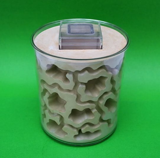 "Формикарий - увлекательный мир муравьев прямо у вас дома"