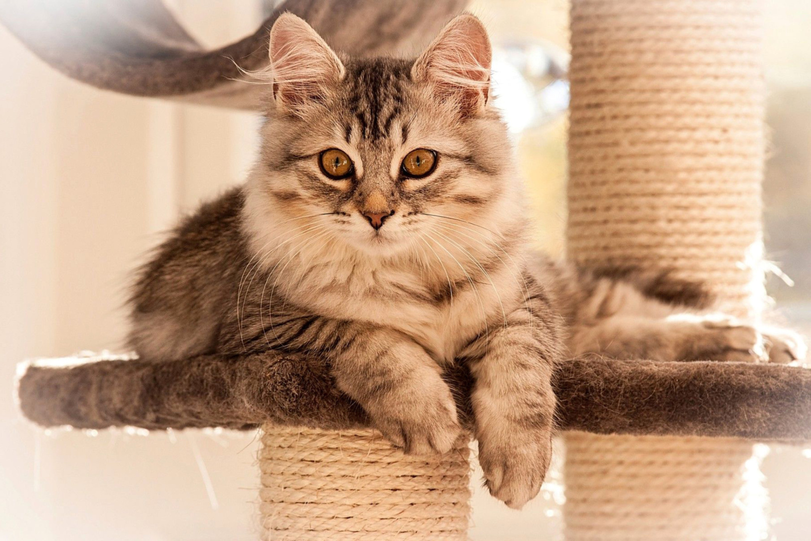 Как выбрать себе кота?