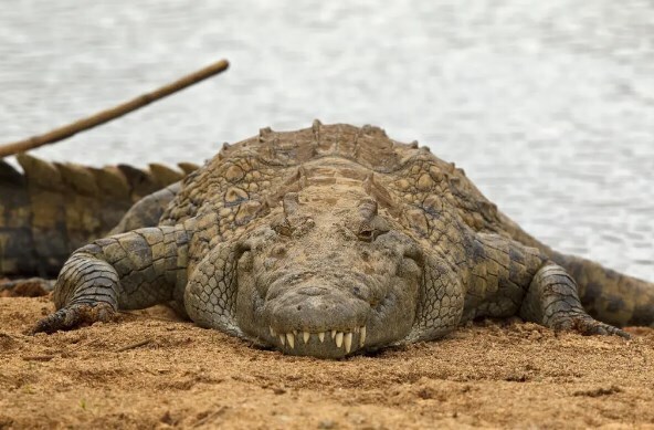 Тише, детка, не говори ни слова — я думаю, крокодил услышал