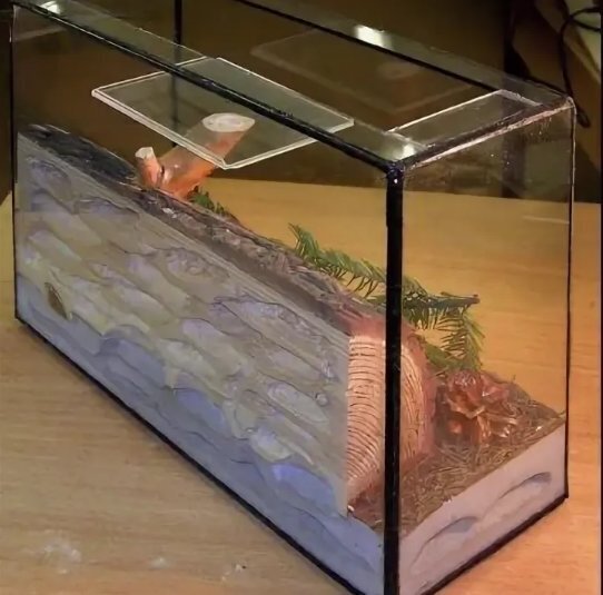 "Формикарий - увлекательный мир муравьев прямо у вас дома"