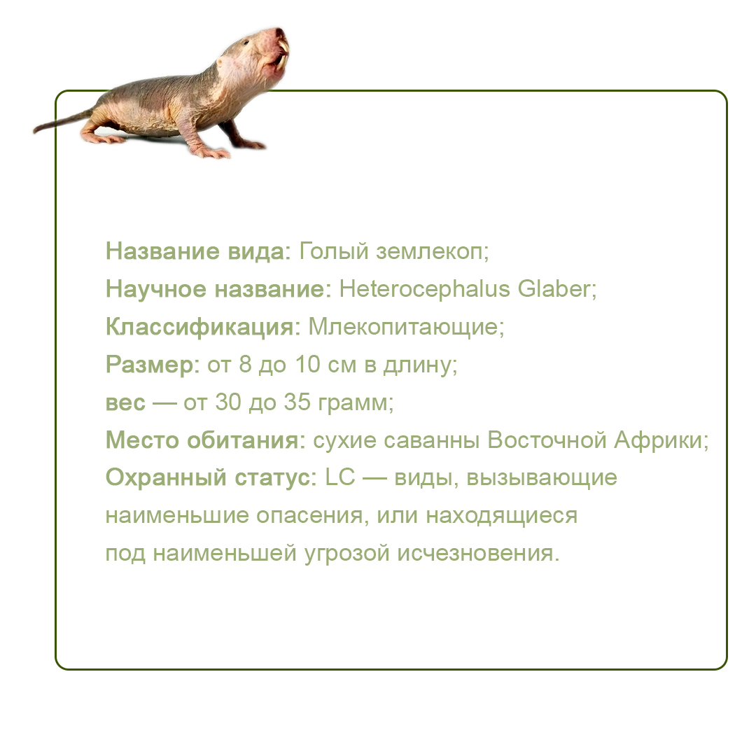 Грызун, которому не страшен даже рак.