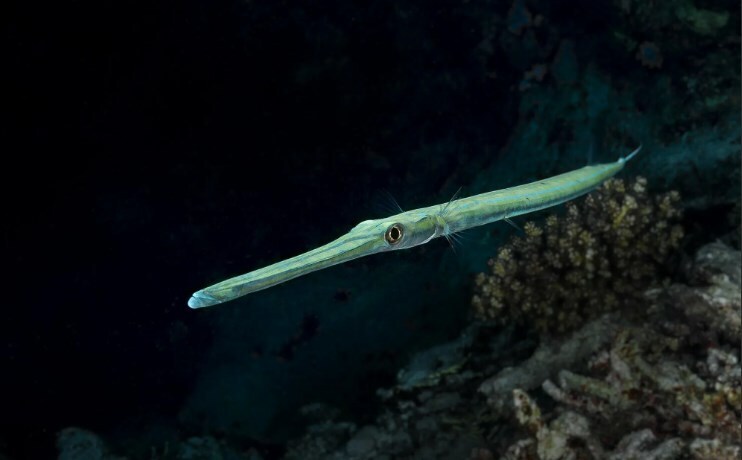 Эти умные рыбы освоили подделку