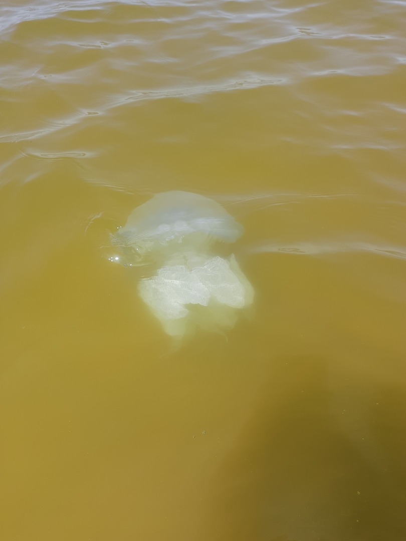 Лето 2024, отпуск в станице Голубицкая и Анапе.