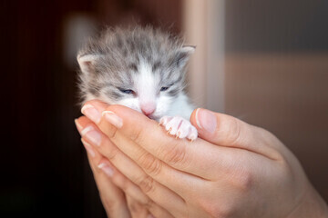 А вы знаете почему почему кошки оказались самыми популярными домашними животными?