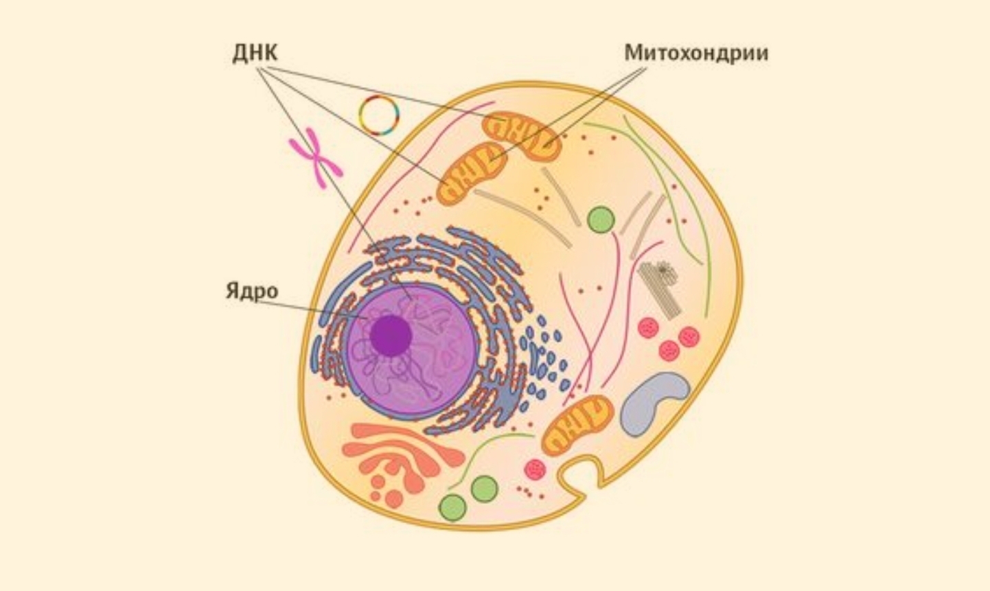 Клетки с гиперхромными ядрами. ДНК ядро и митохондрии.