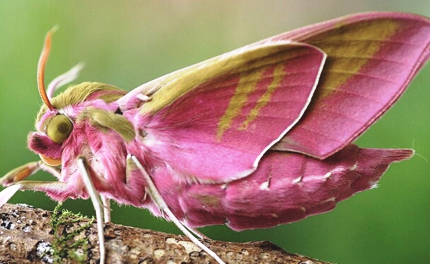 Встретилась на днях в саду с чудом. Думала представитель иных миров, мутант или плод неудачной генной инженерии). А оказалось...