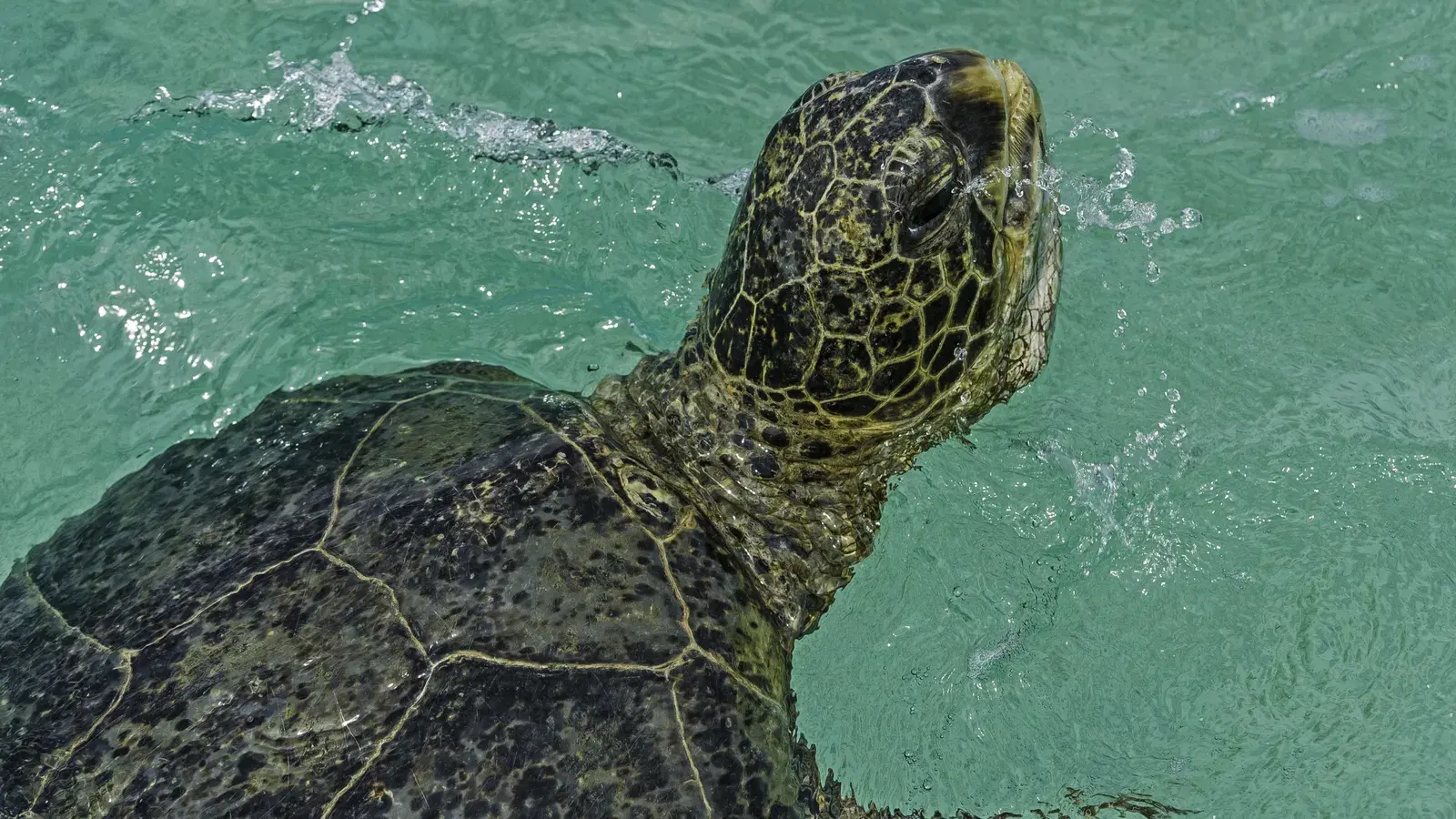 Что будет, если мы перестанем ловить рыбу?