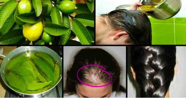 Листья гуавы могут улучшить здоровье ваших волос и остановить их выпадение.