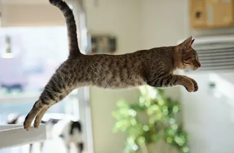 Кошка. Самые интересные факты о кошках.