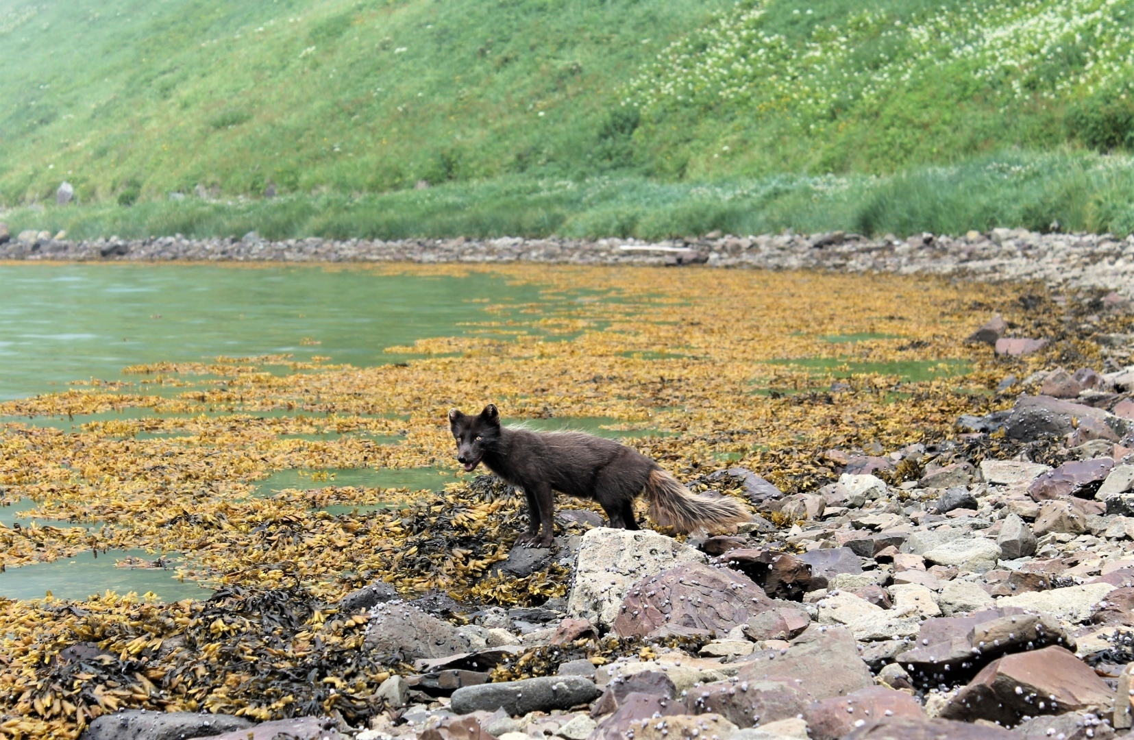 Сахалин, замечал Чехов, своими очертаниями похож на рыбу.