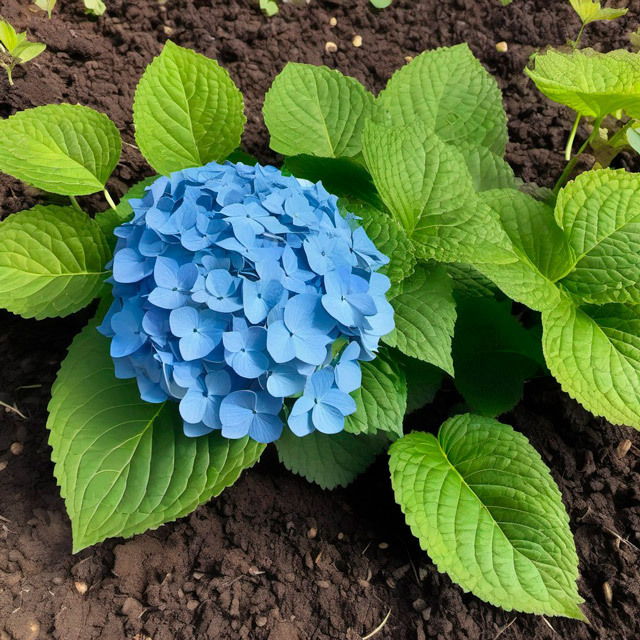 Оптимальный сезон для посадки гортензий: советы по времени и подготовке почвы