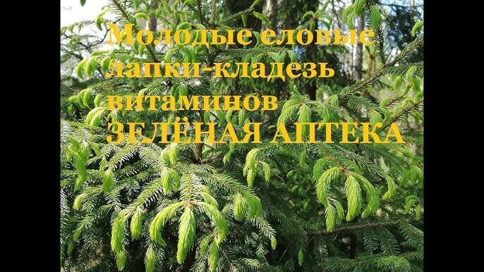 Полипы – доброкачественные образования народные средства лечения внутренних полипов.