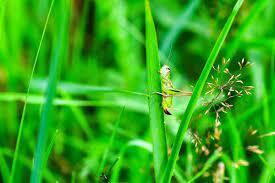 Полипы – доброкачественные образования народные средства лечения внутренних полипов.