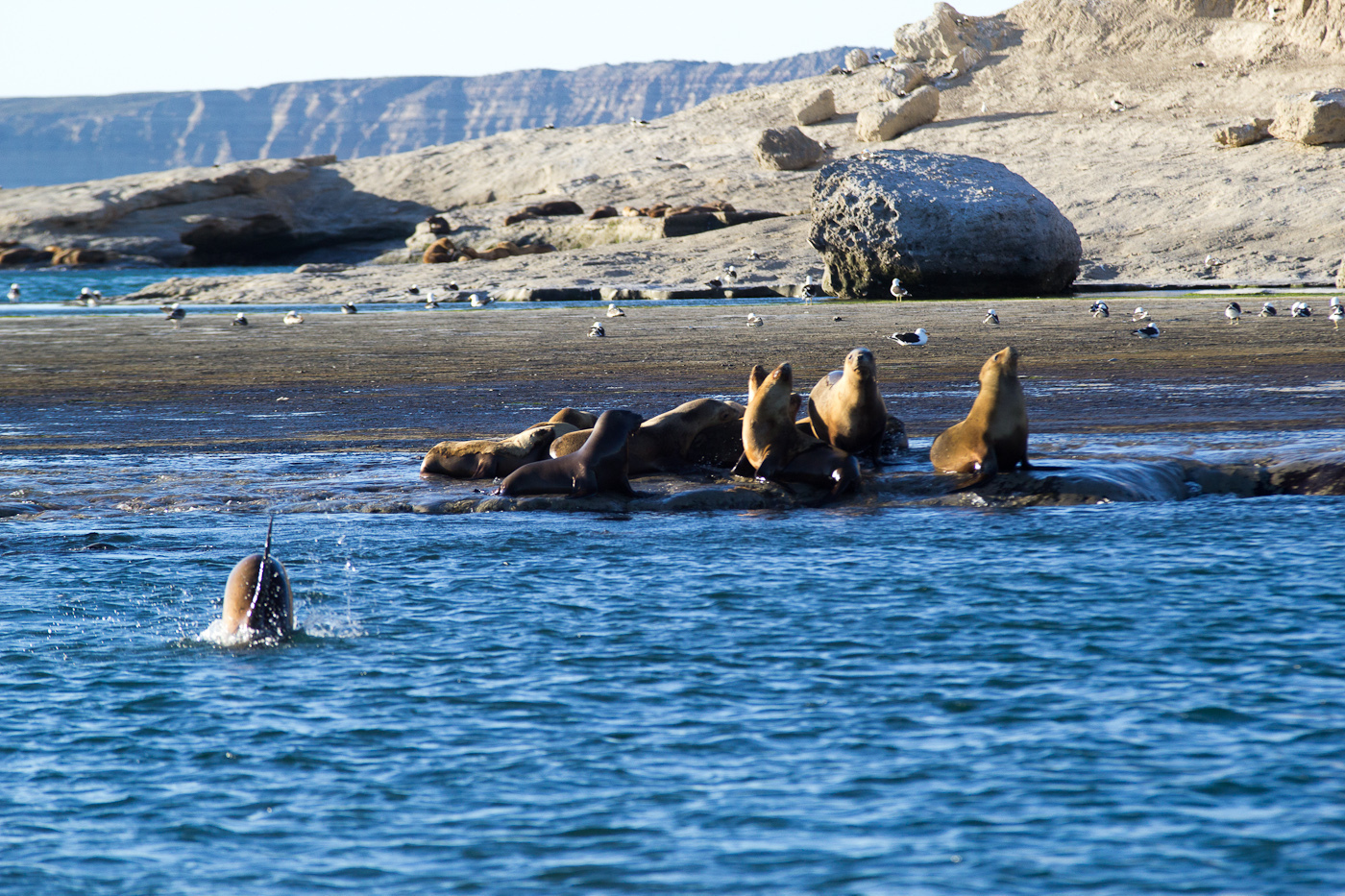 Танцующий кит.