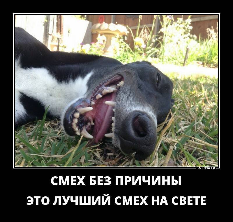 Оправданно ли, смех без причины считается признаком дурачины?