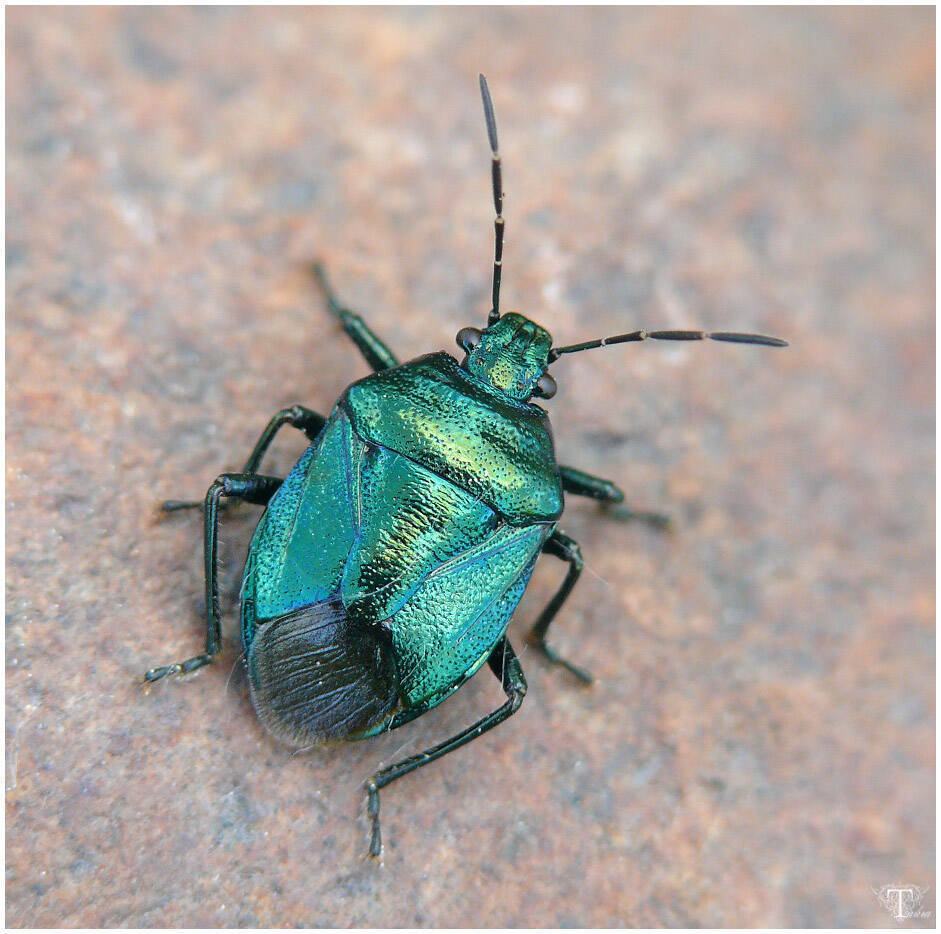 Рассказ о безответной любви маленького клопика в синей пижаме