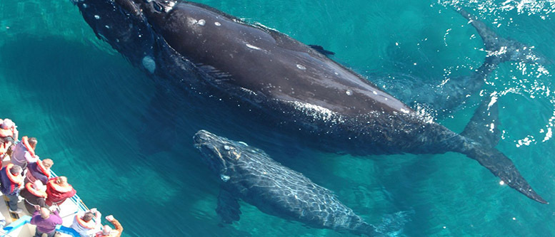 Танцующий кит.