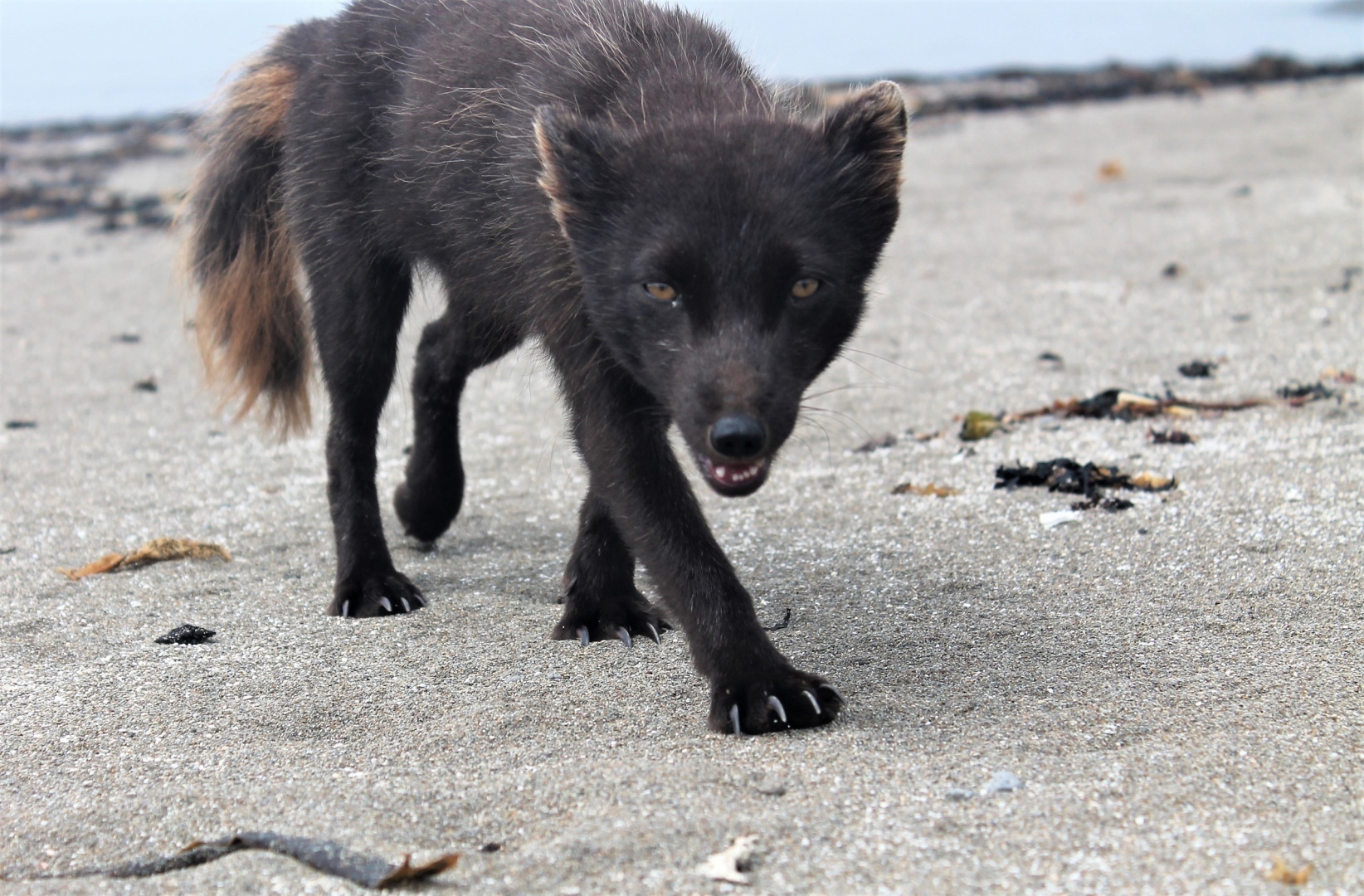 Сахалин, замечал Чехов, своими очертаниями похож на рыбу.
