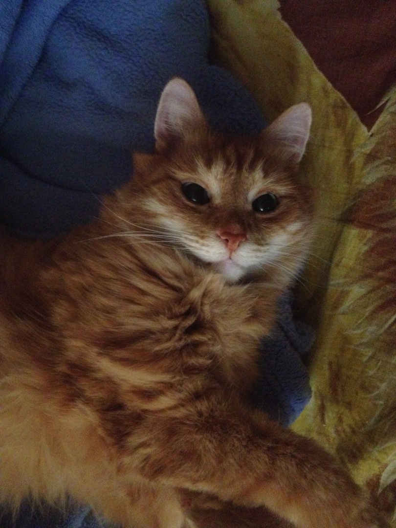 А как относится к вам ваша кошка, кот.