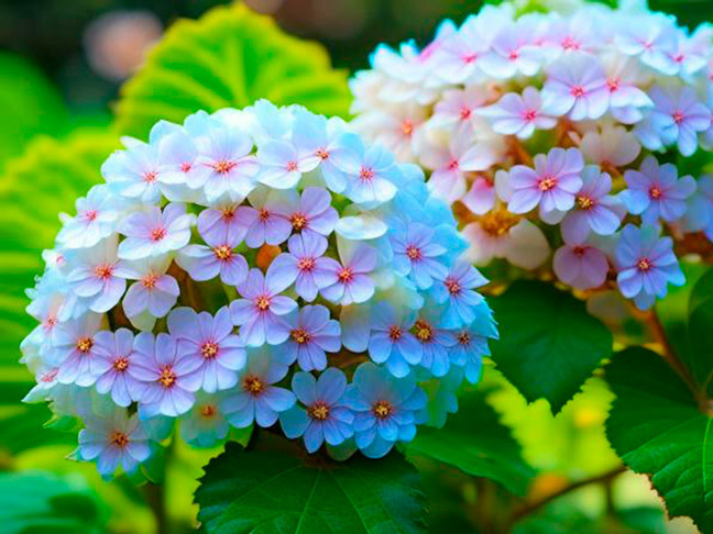 Как защитить гортензии от зимних морозов и вредителей: советы по предотвращению повреждений