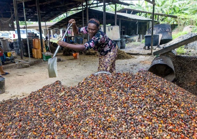 Зубами могилу роют. Пальмовое масло - малоизученный яд или потреблять можно? Возможен ли в РФ Анти-пальмовый закон?