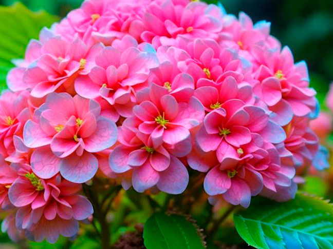 Виды гортензий: особенности и уход