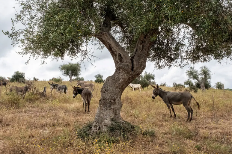 Наслаждаясь Мареммой, тихим уголком Италии