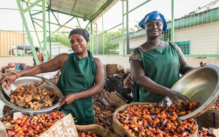 Зубами могилу роют. Пальмовое масло - малоизученный яд или потреблять можно? Возможен ли в РФ Анти-пальмовый закон?