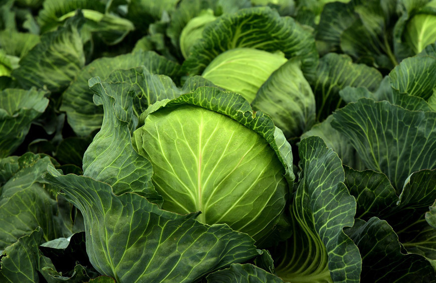 Капуста белокочанная – королева огородов ее необыкновенные целебные свойства