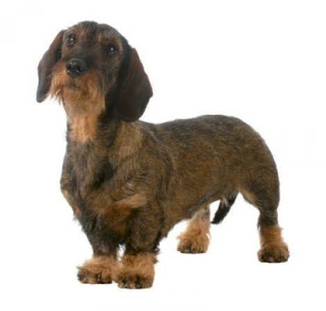 Таксы, разновидности