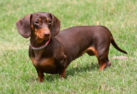 Таксы, разновидности