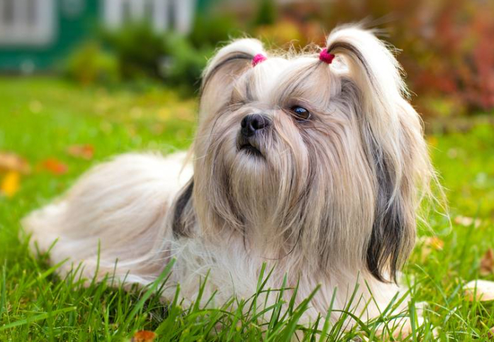 Лучшие породы собак для содержания в квартире