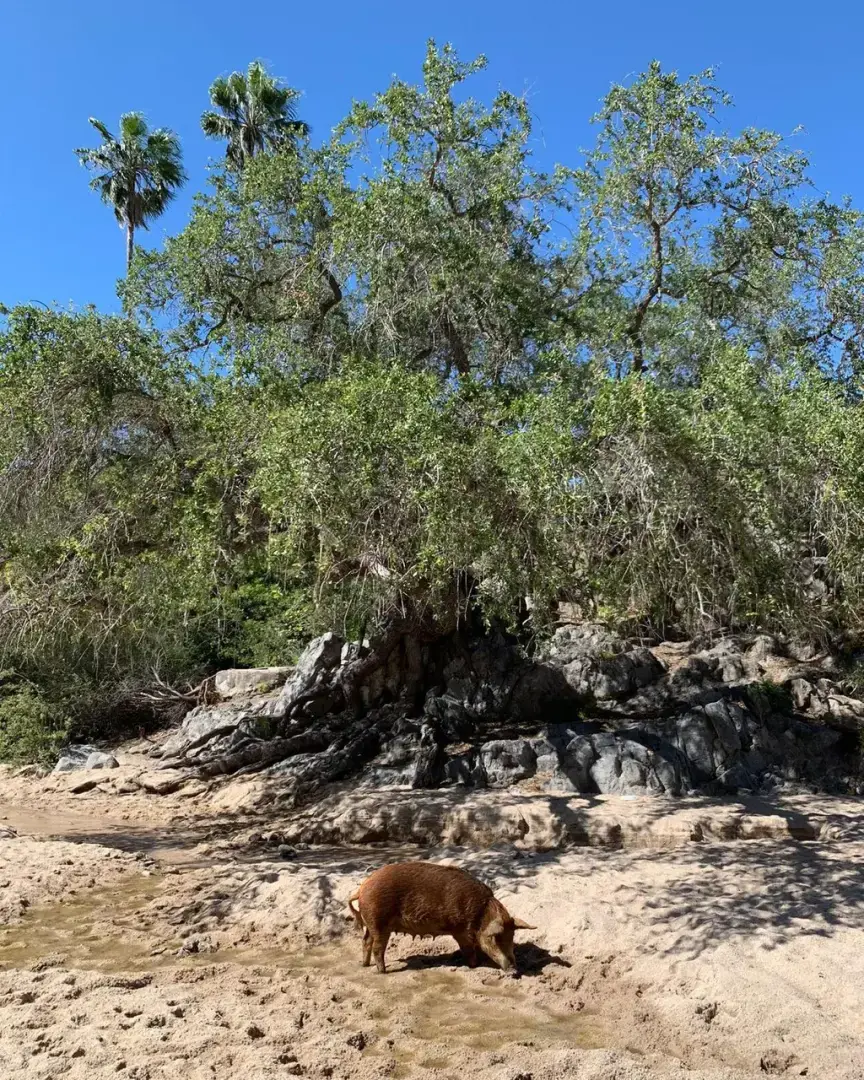 Тайна исчезающих речных дубов в Мексике