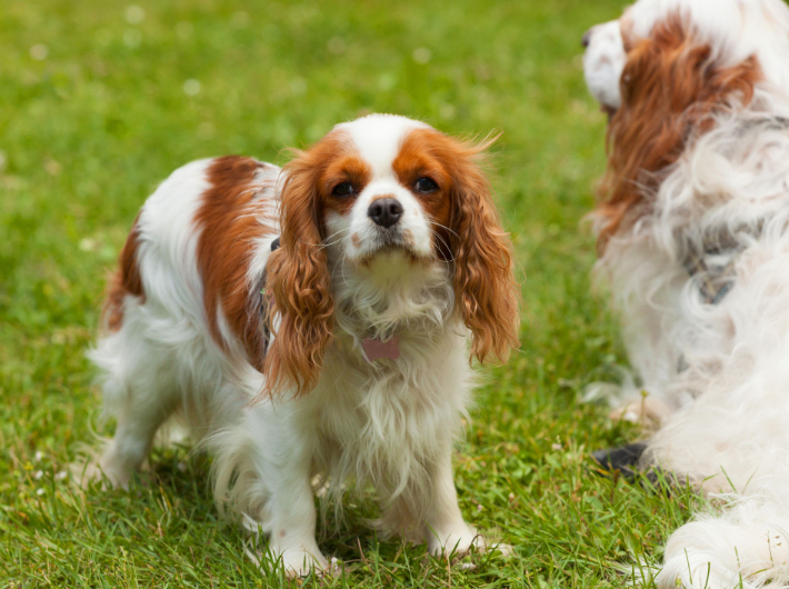 Лучшие породы собак для содержания в квартире